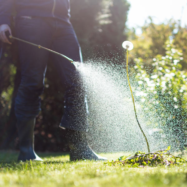 person spreading weed control